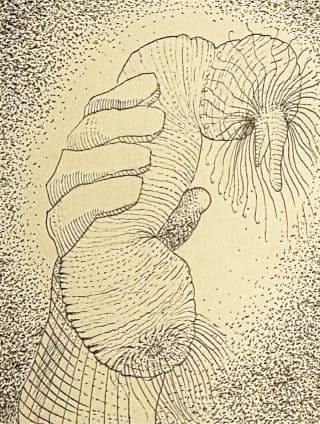 捞海肠者