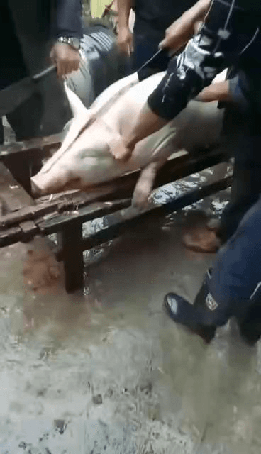 杀猪看他们笑的这么开心有点慎得慌