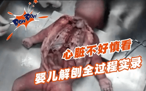 收养了一些小猫咪，让他们看看我电棍的厉害