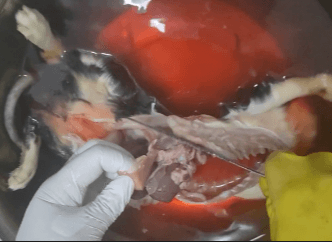 咪咪那么可爱，为什么要砍了它的脑壳