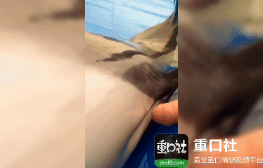 第一次操海豚，好紧张