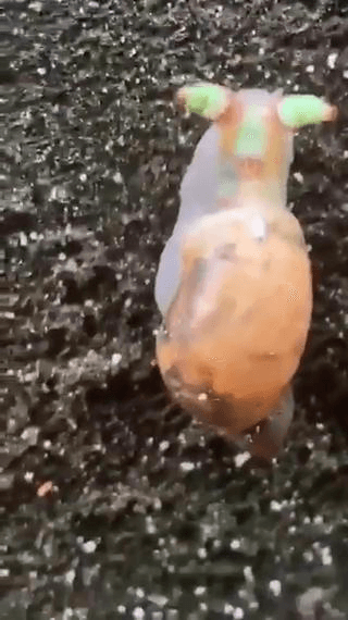 寄生虫钻进蜗牛体内，现在蜗牛?已经被彻底控制，犹如丧尸一般。